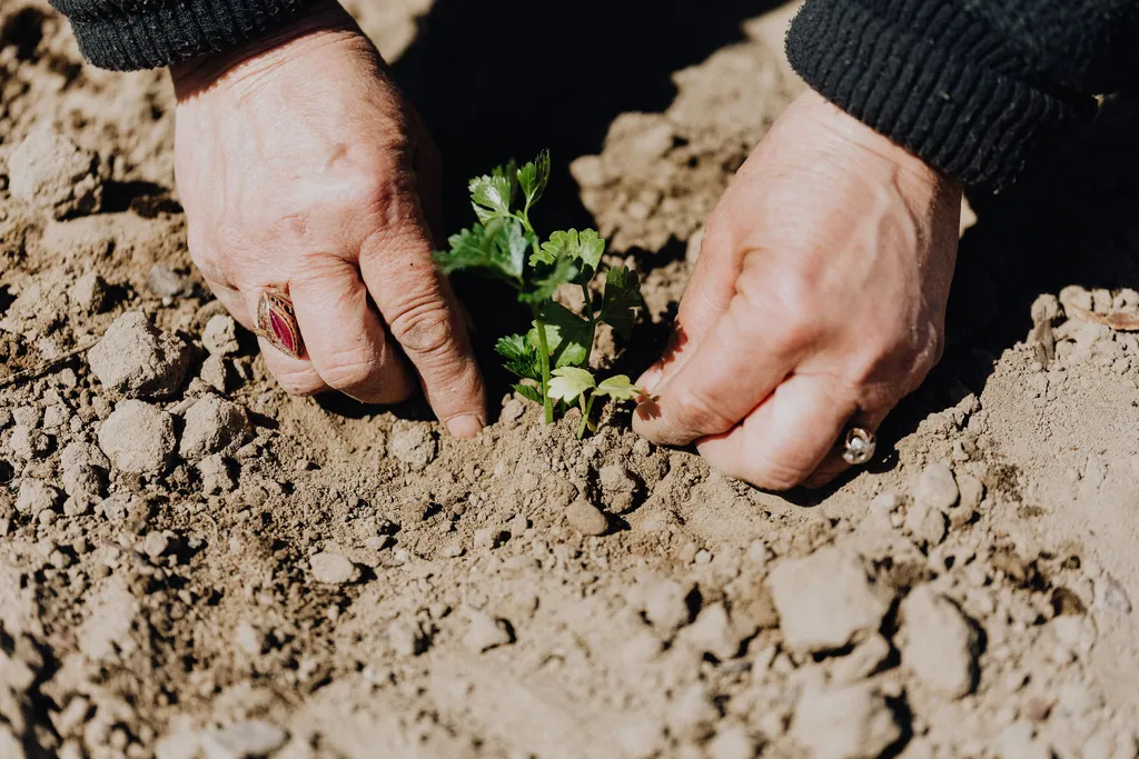 Hands planting a seedling in garden soil